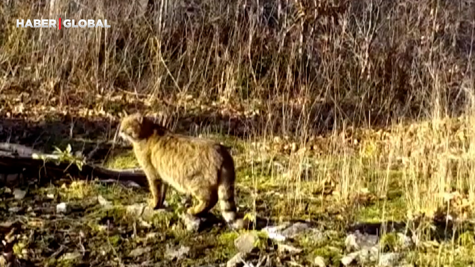 Ormanın gizemli sakini yaban kedisi böyle poz verdi