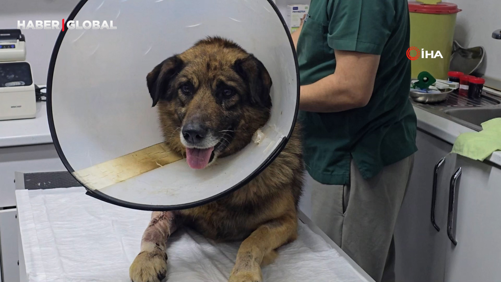 Havladığı için 4 kurşunla vurulan köpek hayata tutundu