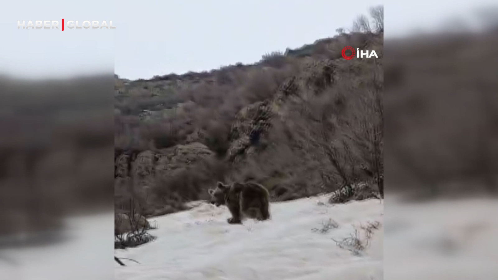 Kış uykusundan uyanan ayı bu halde görüntülendi!