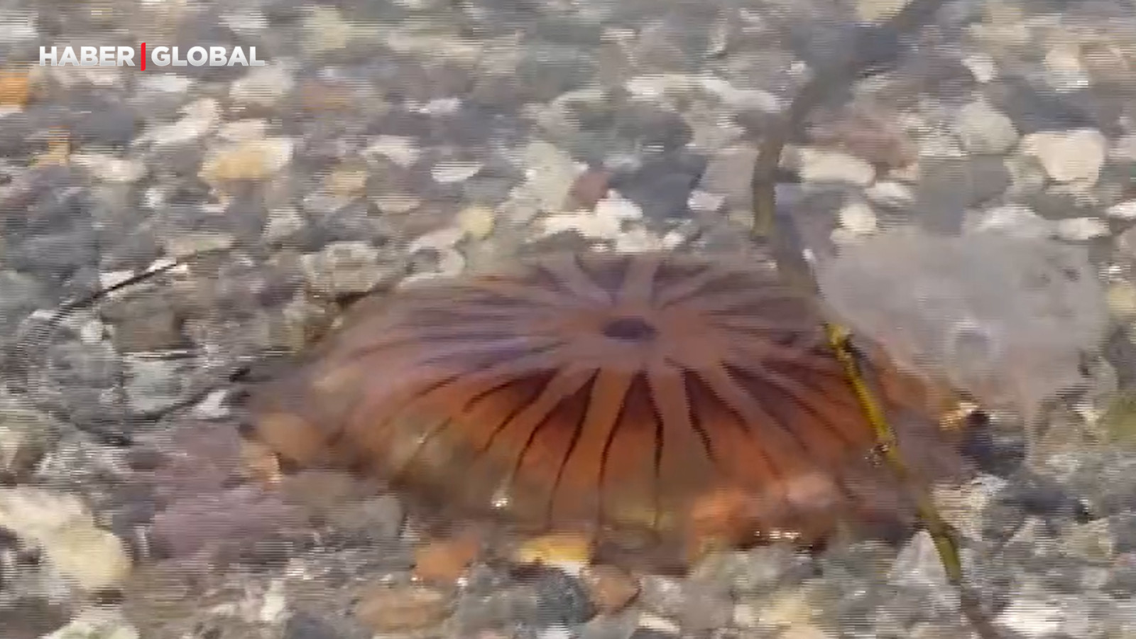 Denizde bu türü görenler dikkat! Sakın yaklaşmayın