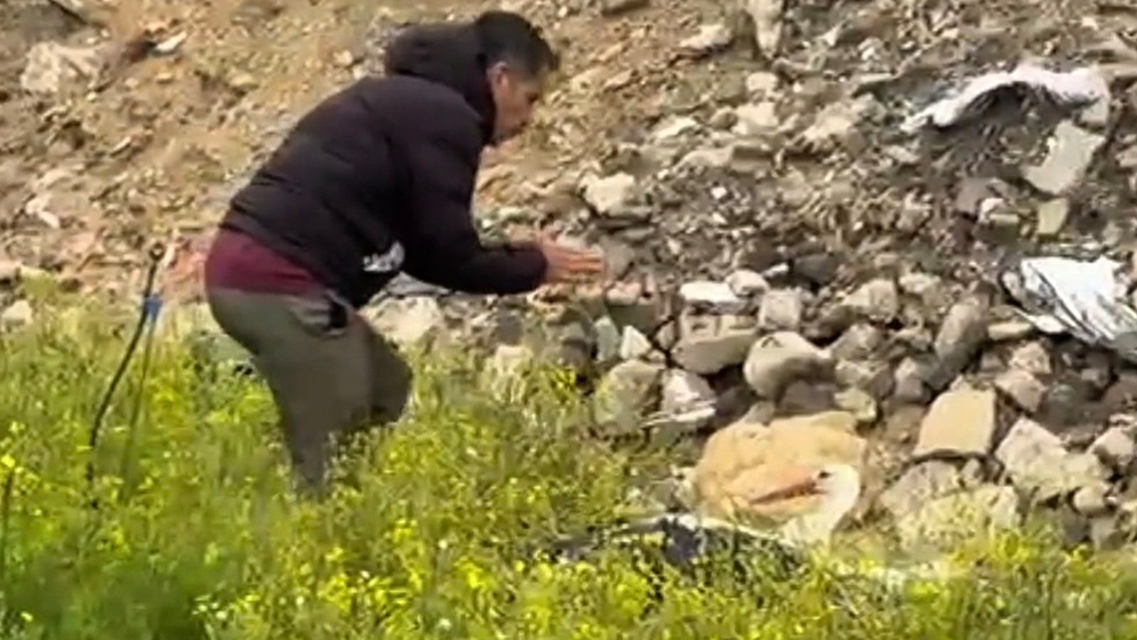 Göç yolundaki leylek tüfekle vuruldu