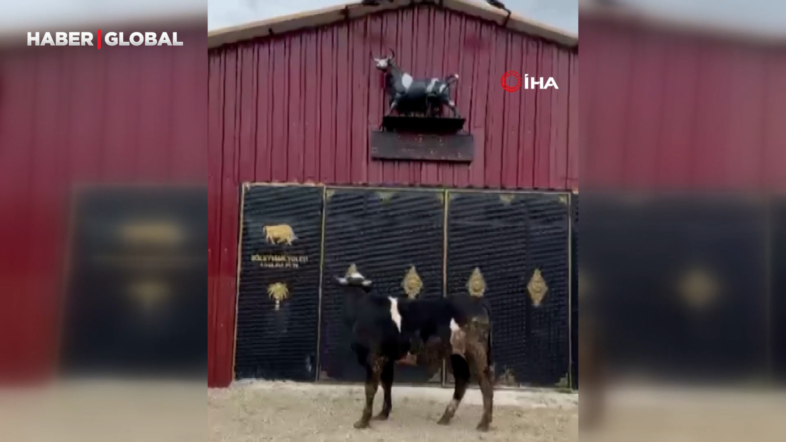 Heykeli gerçek sanıp kaçtı: Tosunun şaşkınlığı sosyal medyada viral oldu