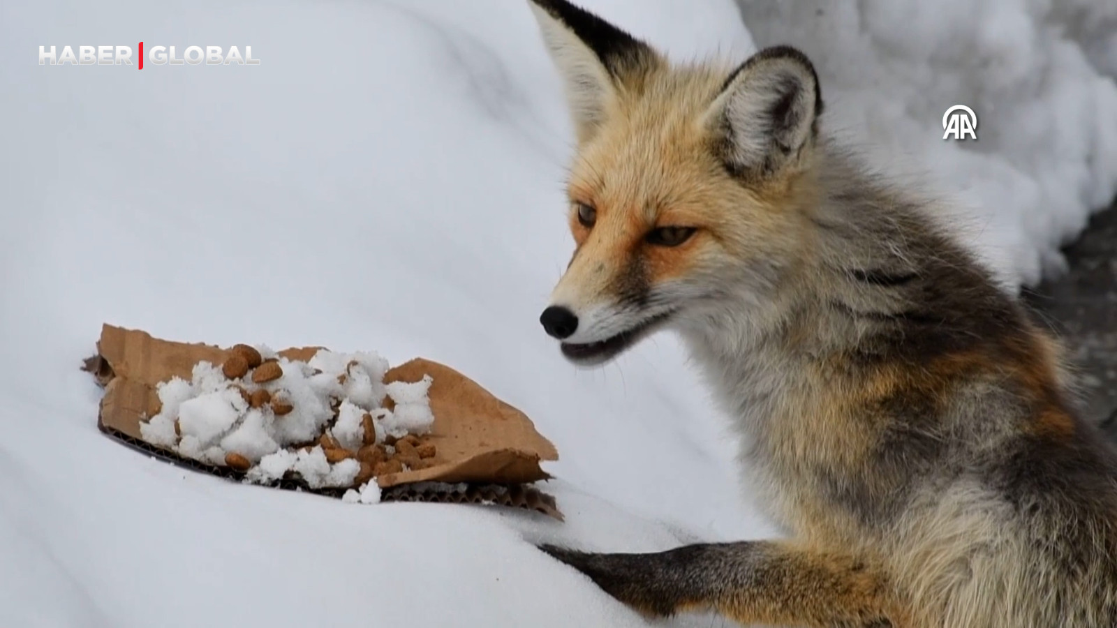 Kars'ta kızıl tilki yakından görüntülendi