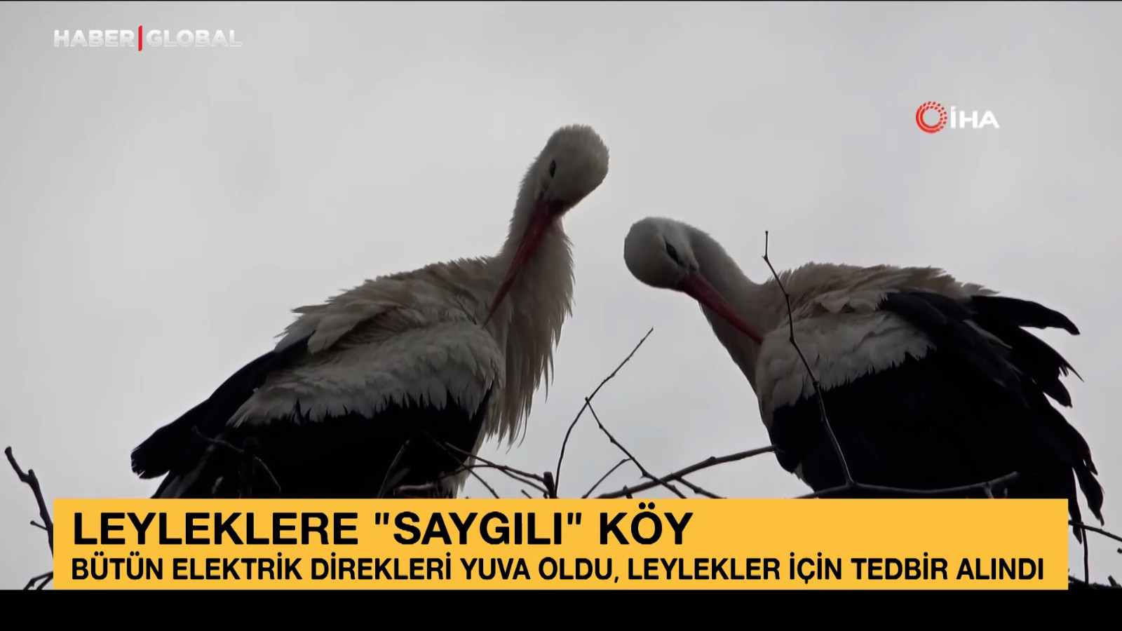 Leyleklere ‘Saygılı' köy: Bütün elektrik direkleri yuva oldu, leylekler için tedbir alındı