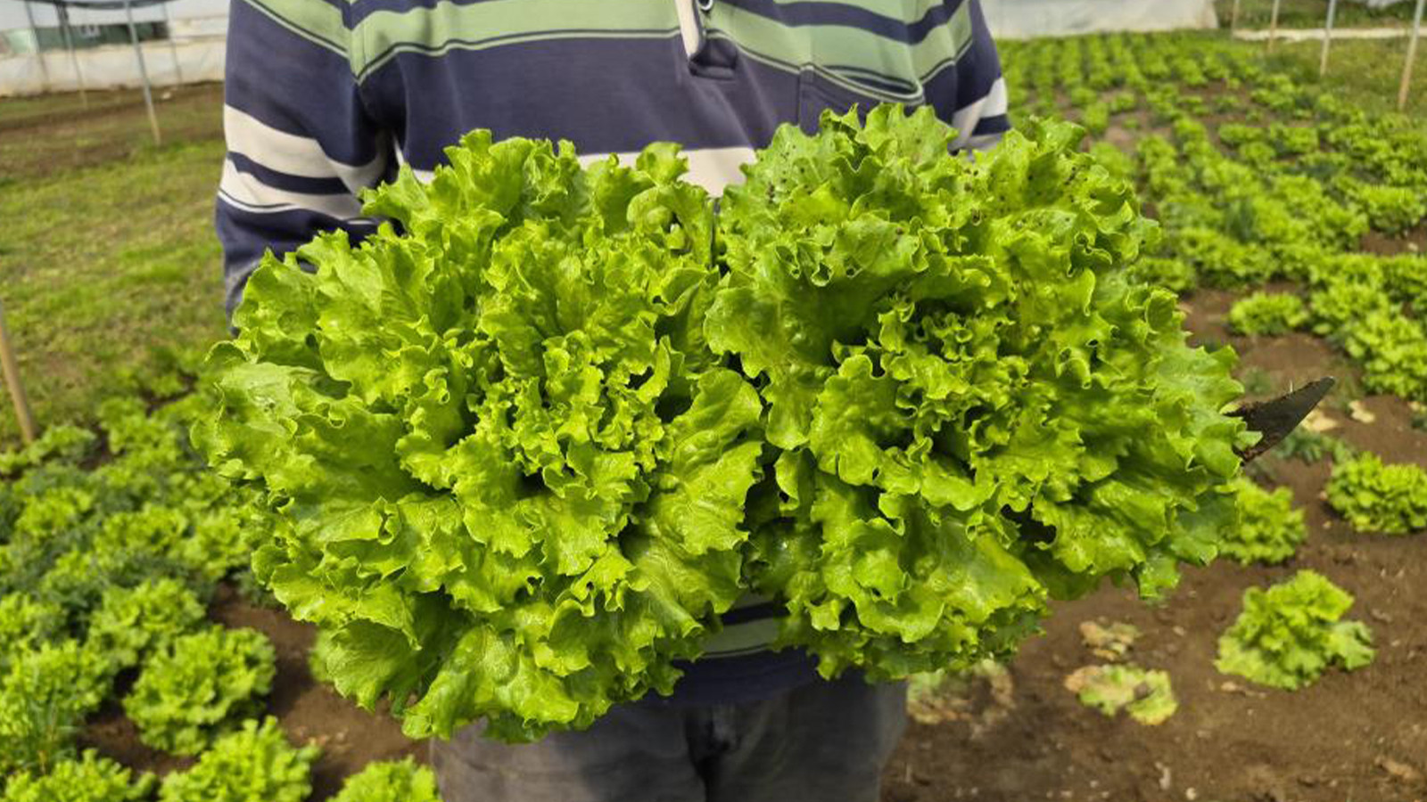 Tarlada 15, tezgahta 100 TL! Bu işin kazananı kim?