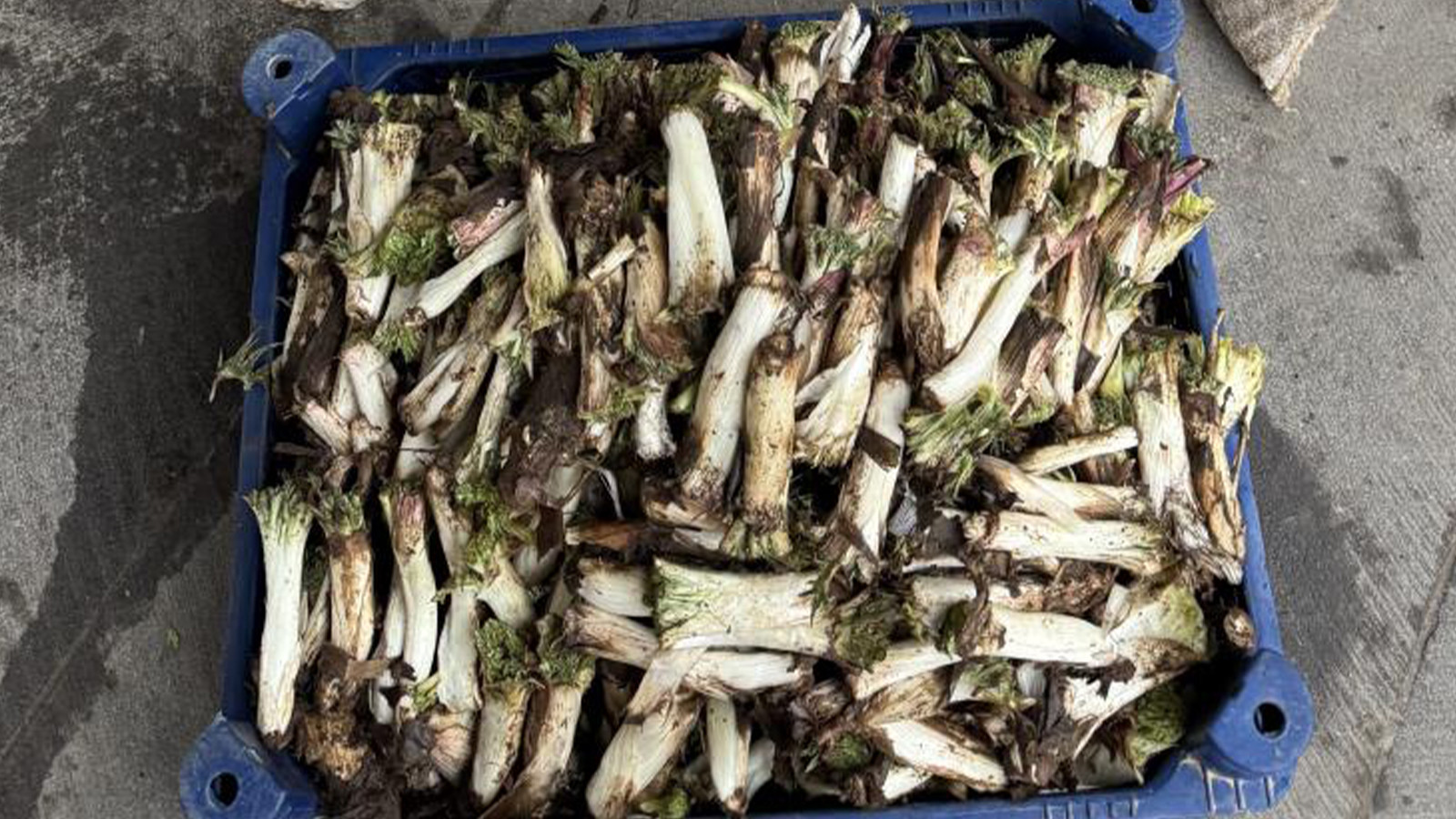 Kilosu 250 lira; satıcıya göre ucuz, alıcıya göre pahalı