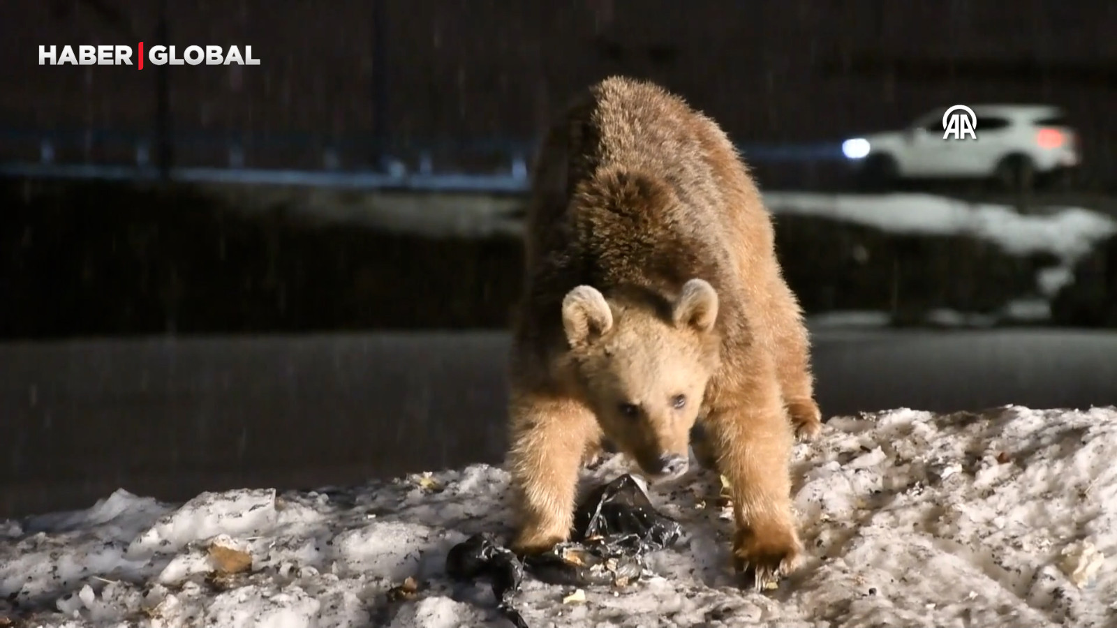 Kış uykusundan uyanan ayılardan şaşırtan hareketler