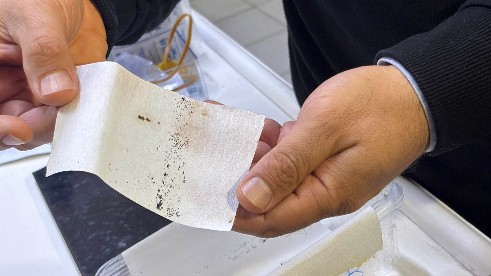 Antalya'da sivrisinek alarmı; yoğun yağışlar sonrası üreme alanı arttı