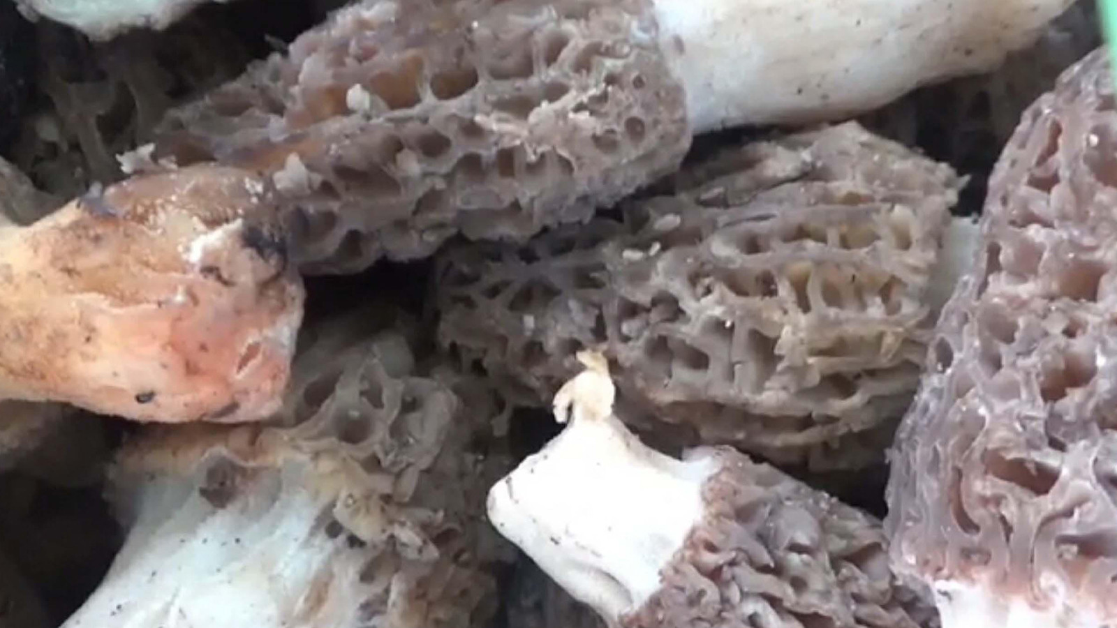 Kilosu 1000 liradan satılıyor; köylülerin gelir kapısı oldu!