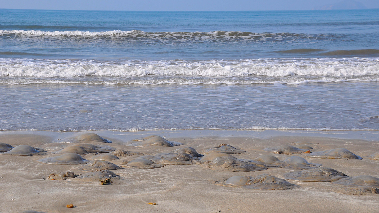 Mersin'de korkutan görüntü: Binlercesi kıyıya vurdu