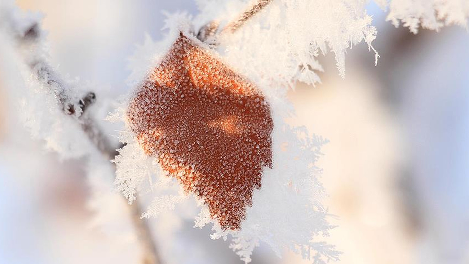 Üreticinin korkulu rüyası: Meteoroloji'den o illere zirai don uyarısı