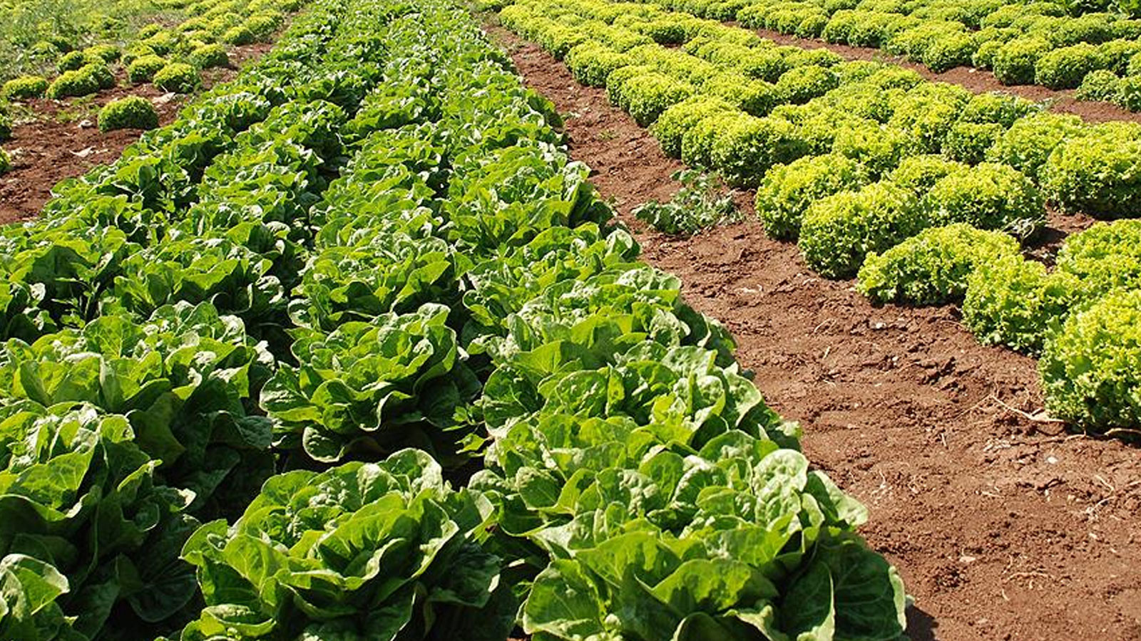 Bakanlık 'marullar koyunlara yedirildi' iddiasını yalanladı