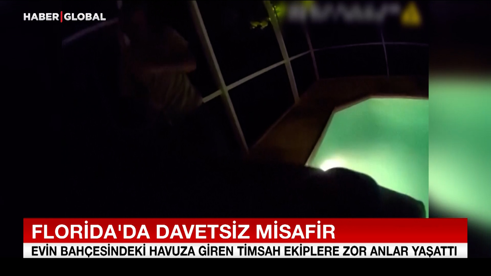 Evin bahçesindeki havuza giren timsah ekiplere zor anlar yaşattı