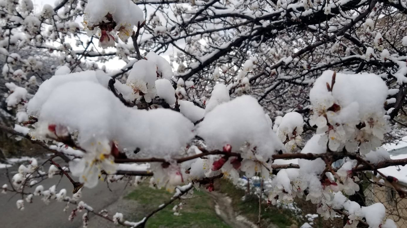 Mart sonrası Nisan şoku: Erzincan ve çevresinde gece donu