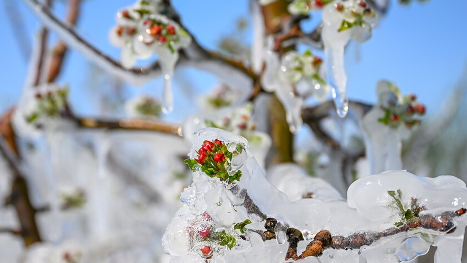 Ankara'ya zirai don uyarısı