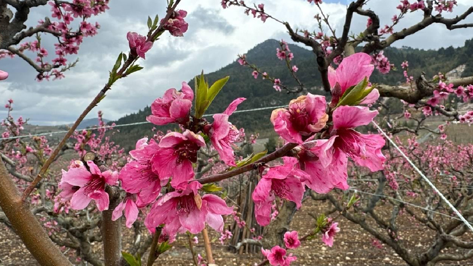 Dünya kayıtlardaki en sıcak dördüncü mart ayını yaşadı