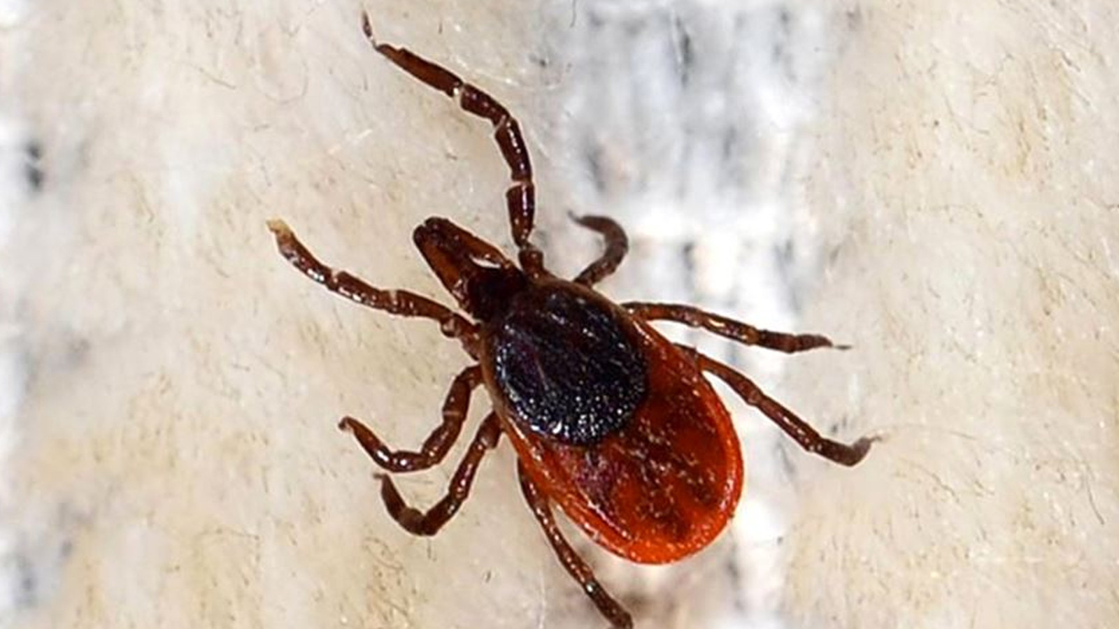 Havalar ısındı, kene sezonu başladı: Uzmanlardan uyarı