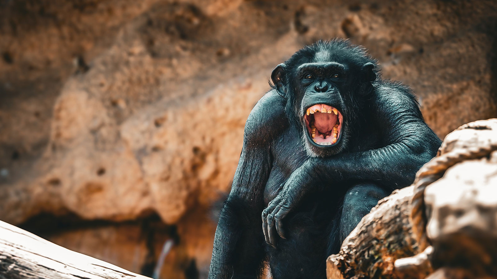 Şempanzelerde "iç savaş" çıktı: Saldırılarda 17 yavru öldü