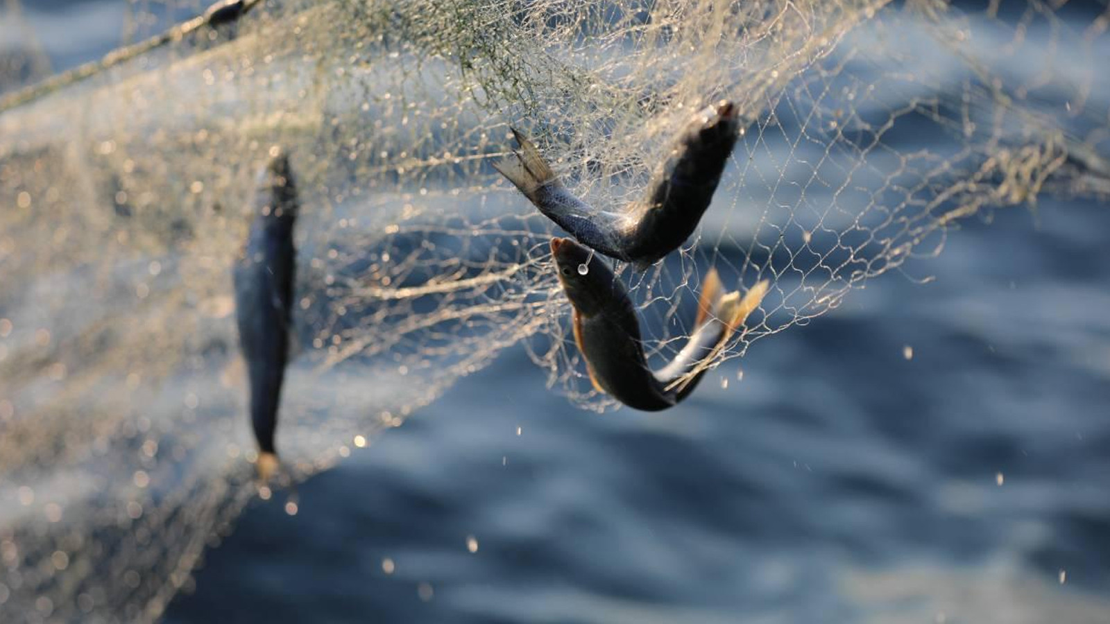 Van Gölü'nde İnci Kefali için ağlar son kez çekiliyor