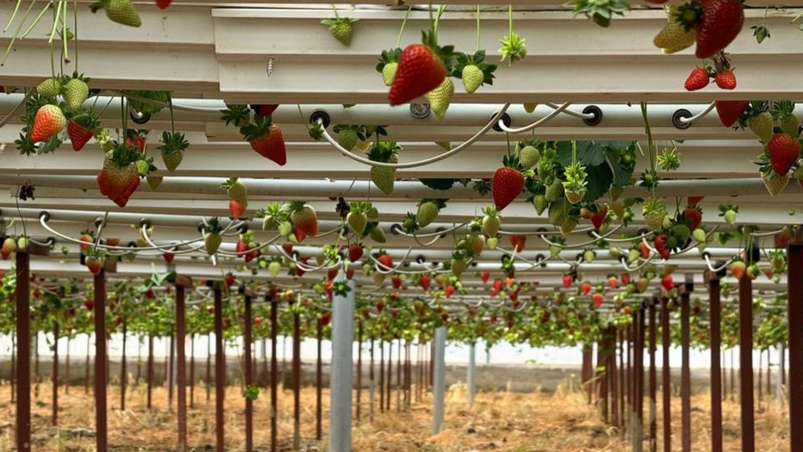 Almanya’da eğitimini aldı, Türkiye’de iş kurdu: Avrupa ve Asya'ya ihracat yapıyor