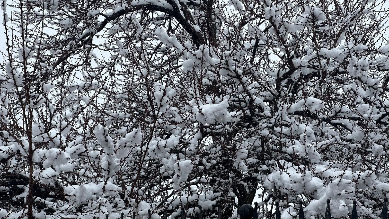 Malatya'da kayısı bahçeleri kar altında kaldı