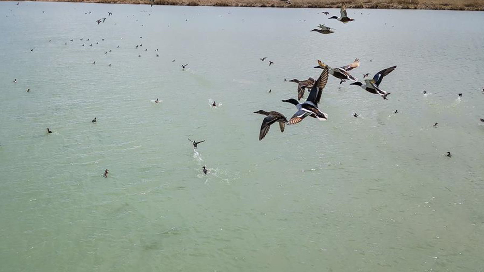 Nesli tehlike altında; Van Gölü'nde görüntülendi