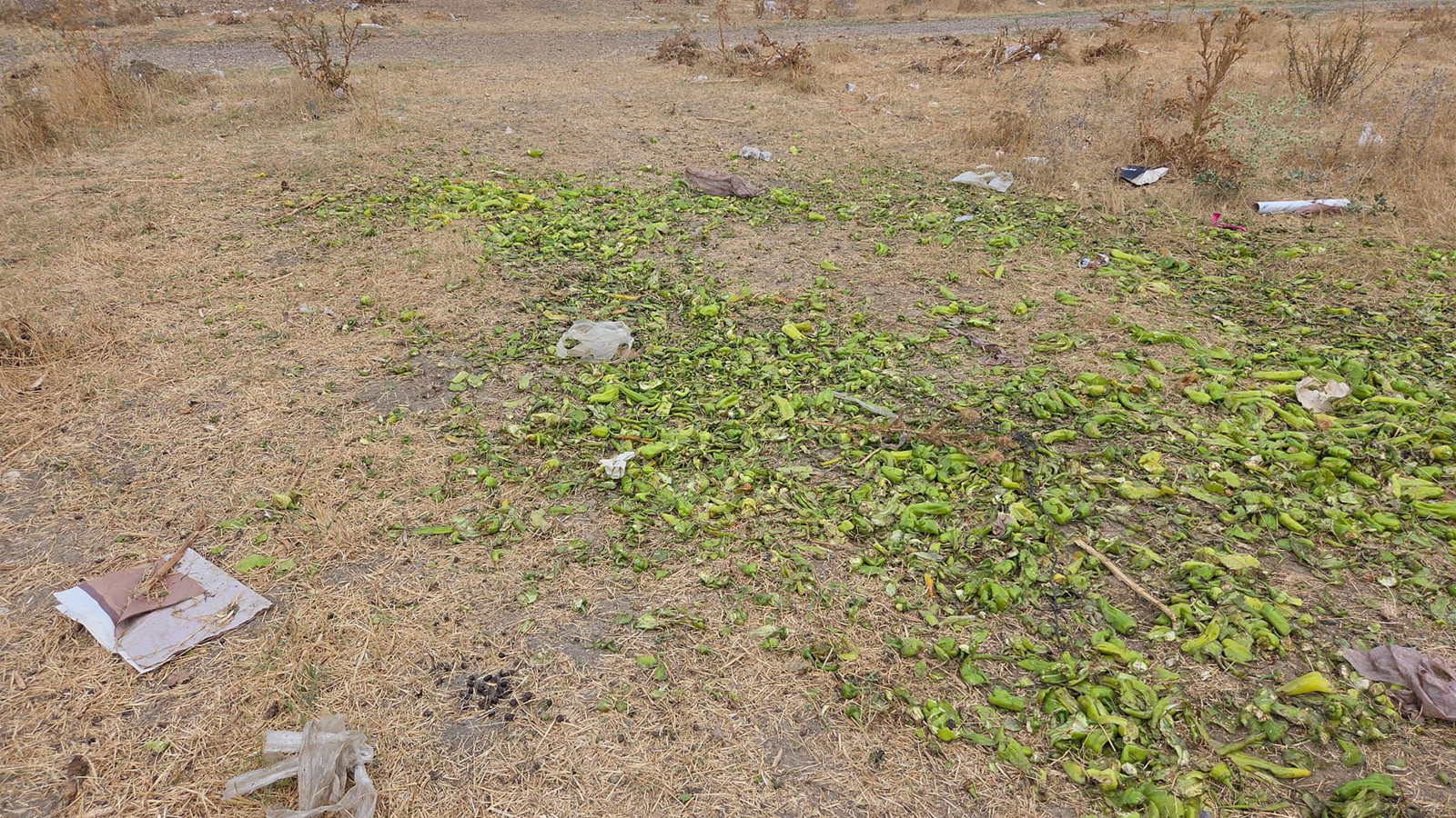 Bakanlıktan, 'biberlerin hayvanlara verildiği' görüntülere ilişkin açıklama