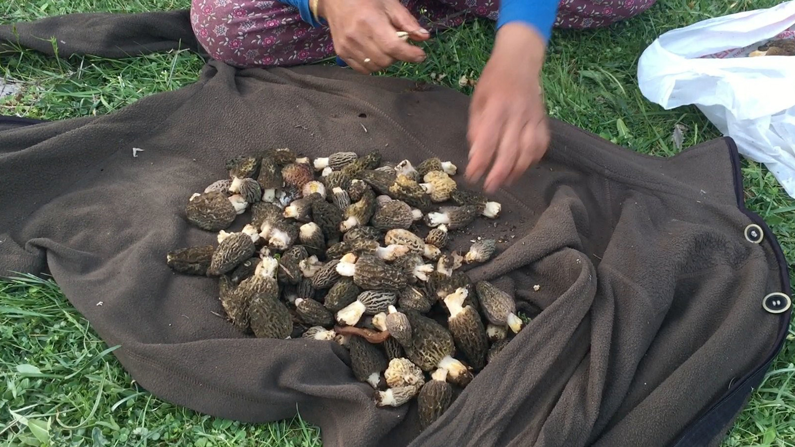 Dağlardan toplayıp bin 500 TL'ye satıyorlar! 40 çeşidi var