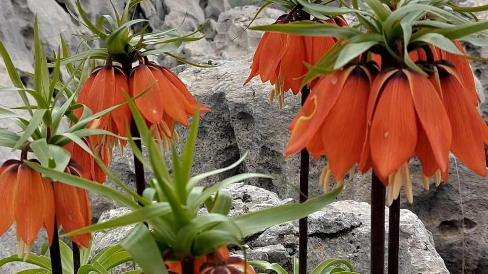 Diyarbakır'da yetişiyor, güzelliğiyle büyülüyor: Bu çiçeği koparmanın cezası 700 bin TL