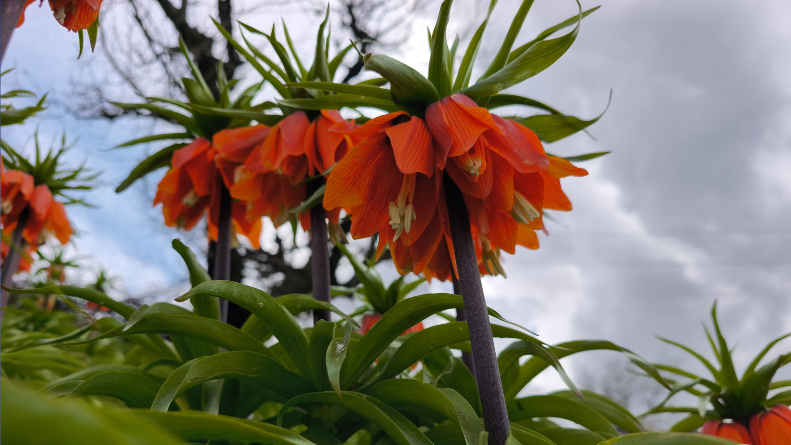 Koparmanın 700 bin lira cezasının olduğu çiçeği görmek için ilçeye akın ettiler