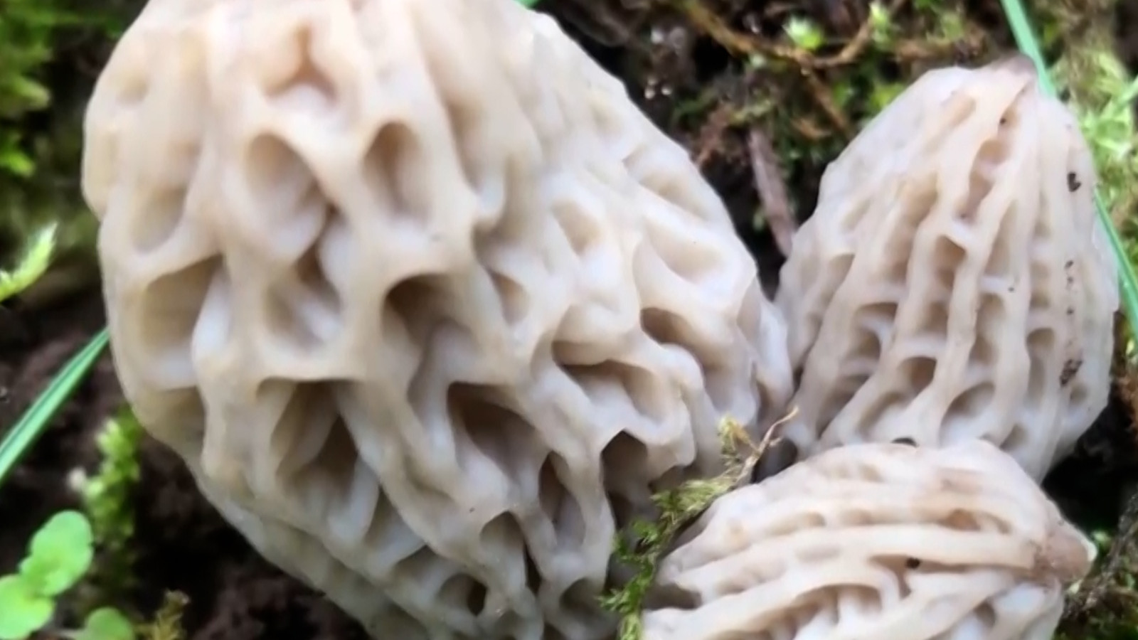 Toplayan zengin oluyor: Bu mantarın kilosu 1500 TL’den alıcı buluyor