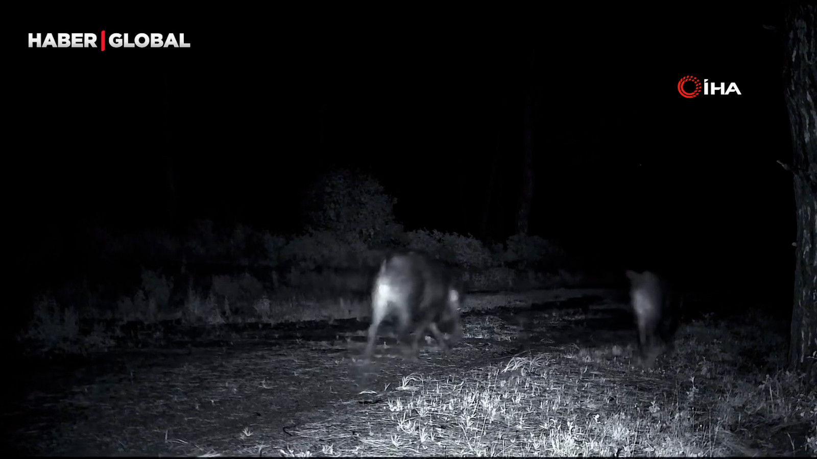 Yer Tekirdağ: Kalabalık sürüden şaşırtan görüntüler kamerada