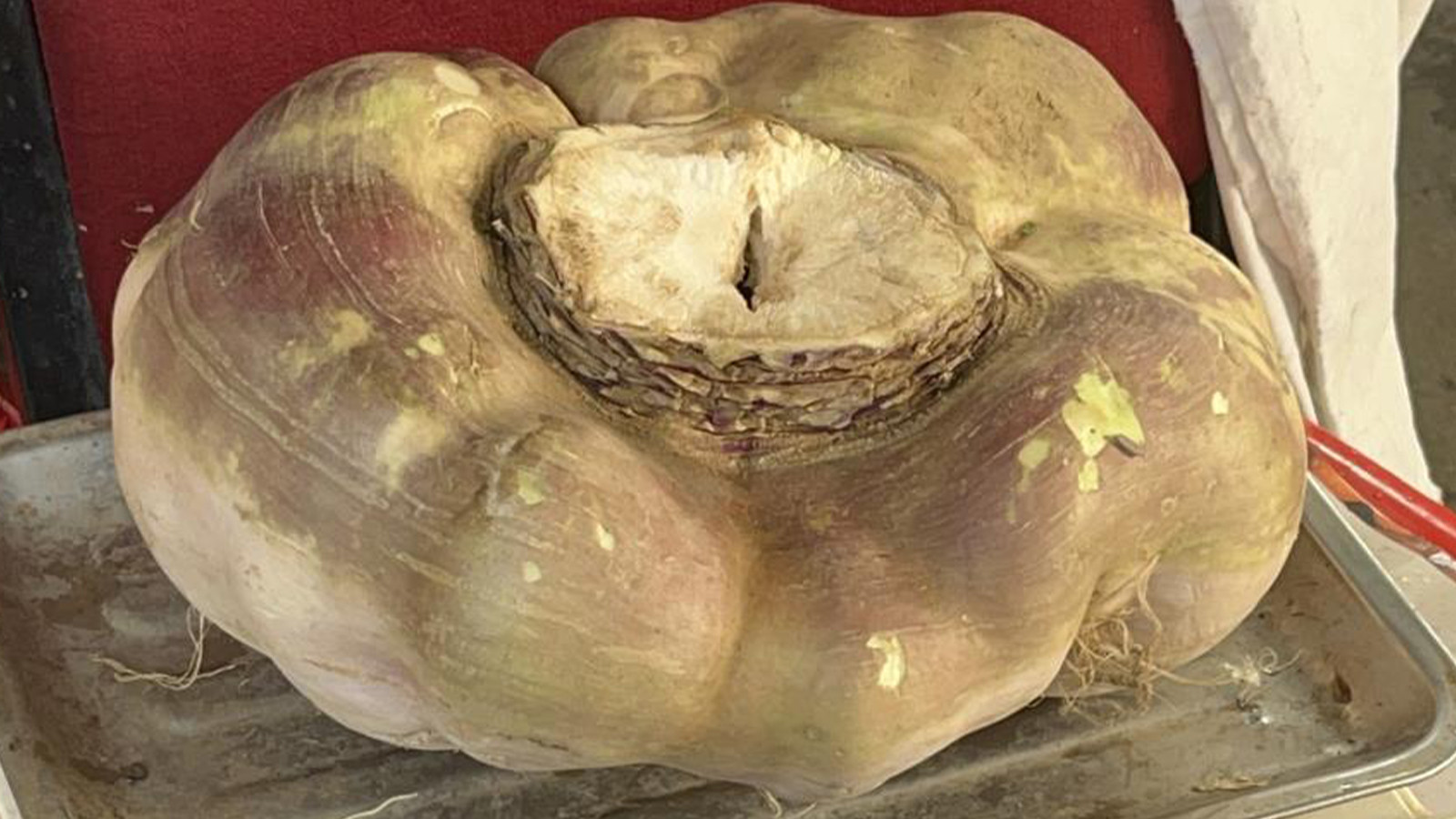 Görenler şaşkına döndü; sıra dışı büyüklükte!