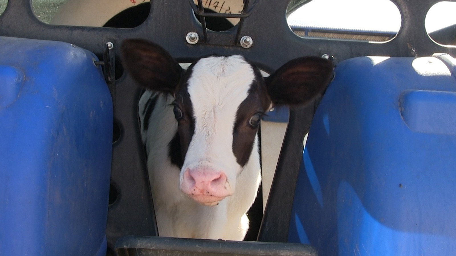 Kentte alarm; karantina başlatıldı