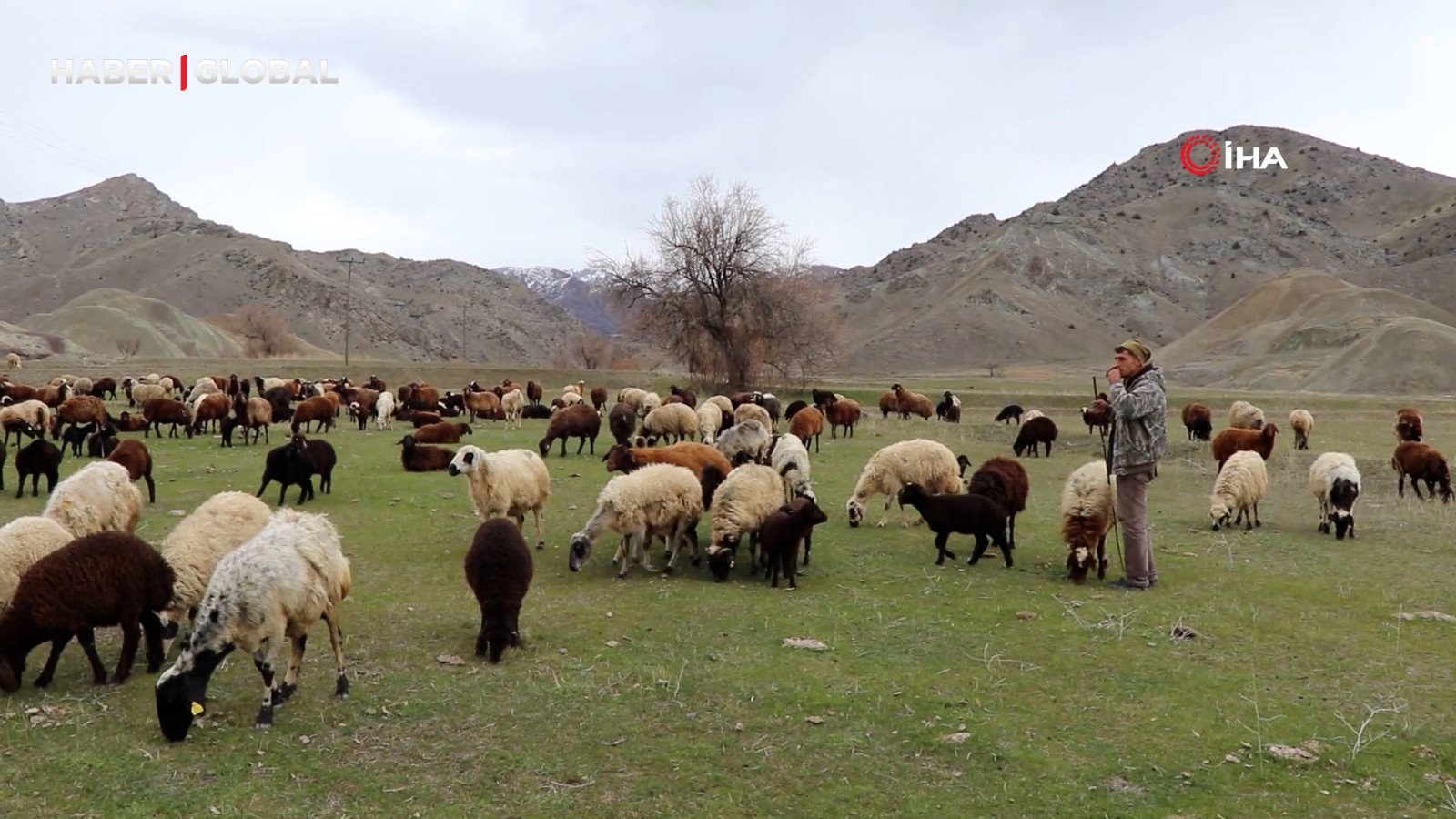 Çobanlığı dijitalleştirdi, artık koyun sürüsünü dron ile yönetiyor