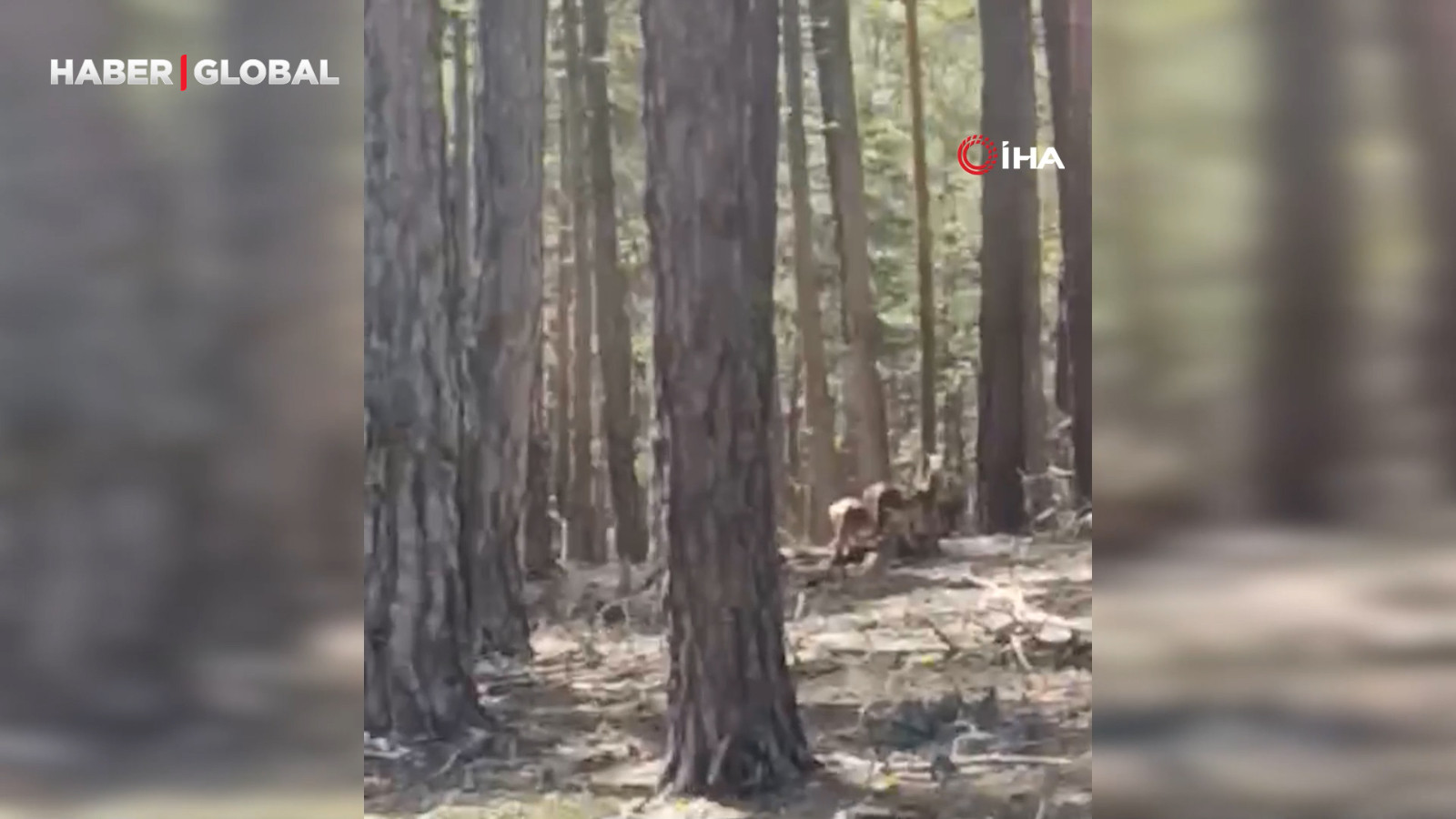 Geyik sürüsü amatör kameraya yansıdı