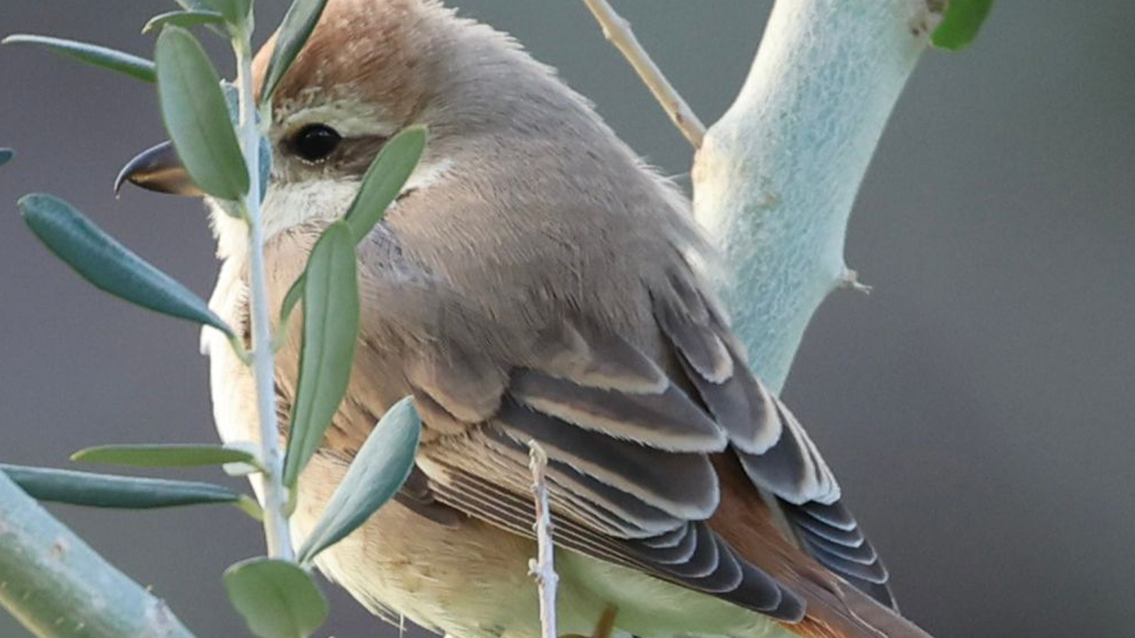 Hatay'da ilk kez görüldü; Türkiye'de 8'inci kez kayıt altına alındı
