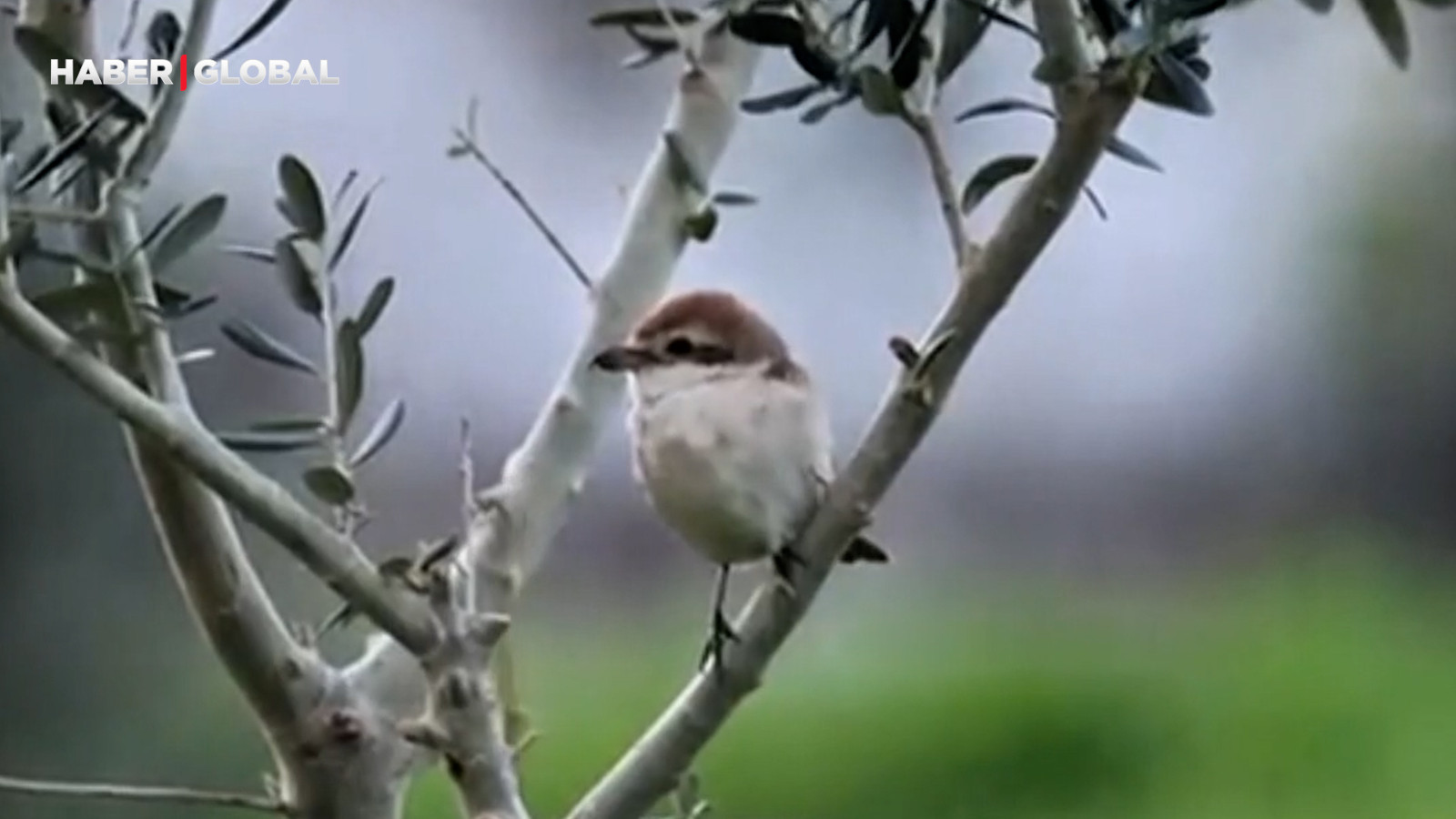Hatay'da ilk kez Türkistan örümcekkuşu görüldü
