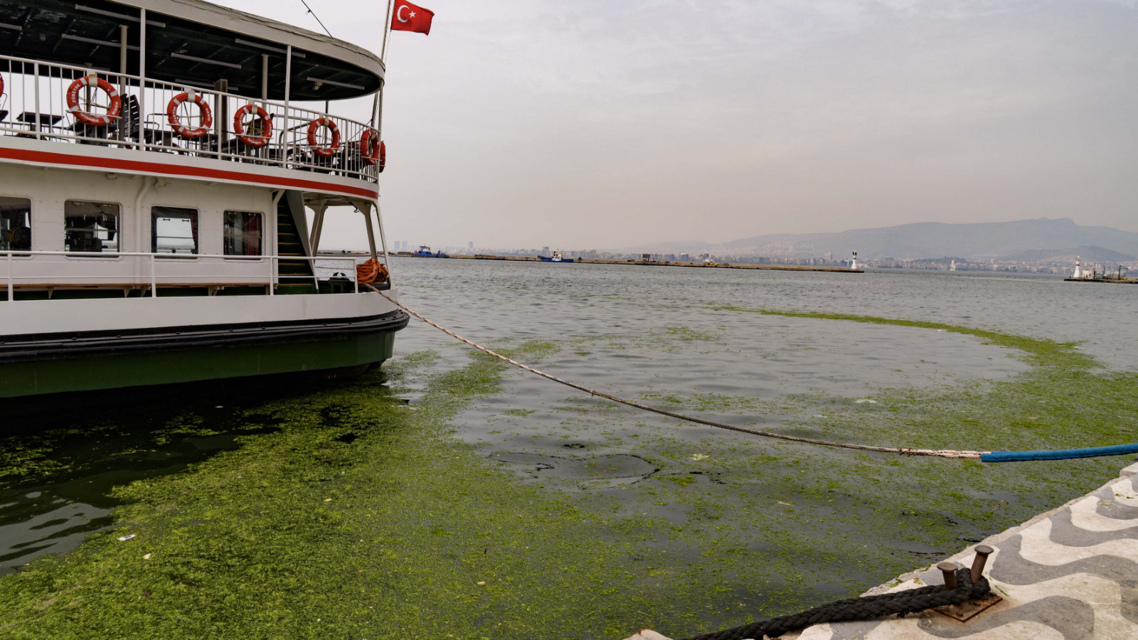 İzmir Körfezi'nde yosun tabakası oluştu