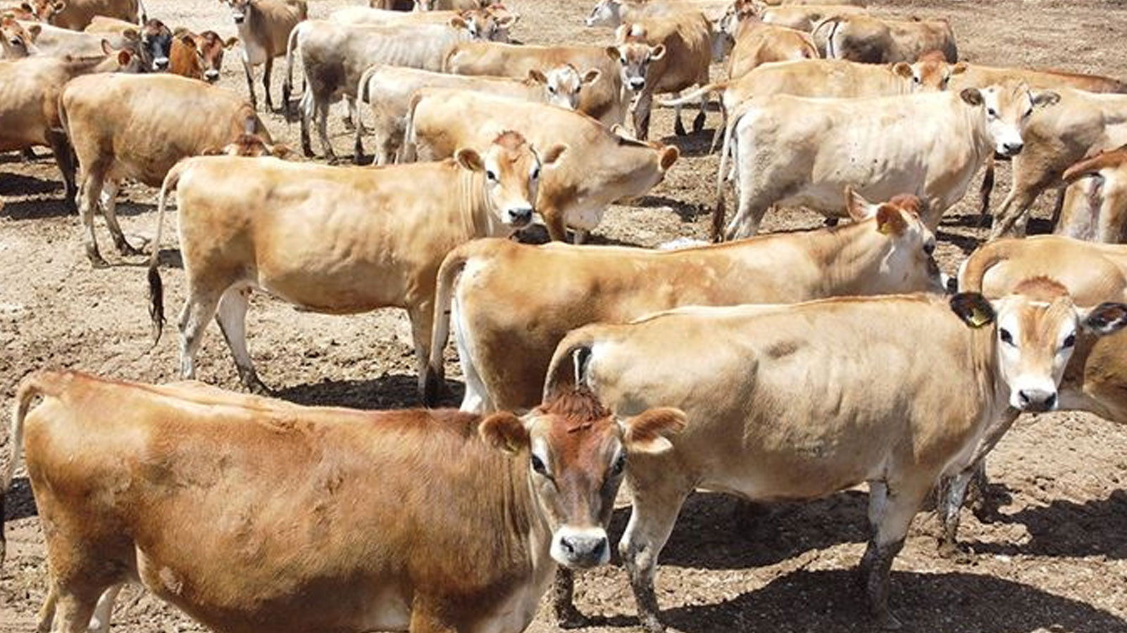 Midilli'de hayvan yetiştiricileri limana giriş ve çıkışı engelledi