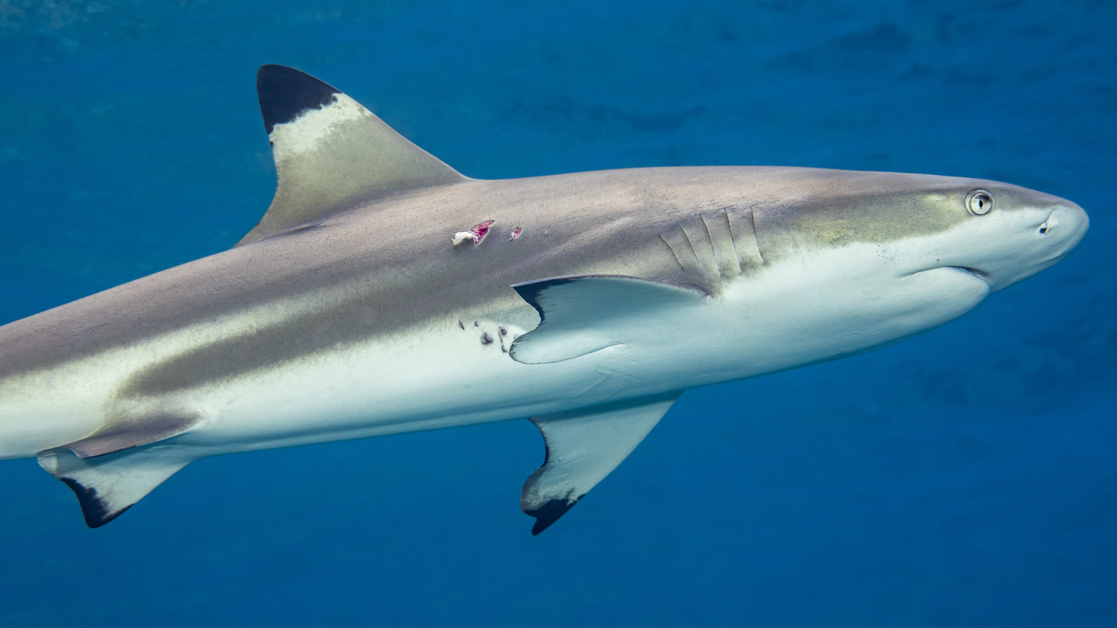 Cennette köpek balığı dehşeti: Maldivler'de balayı kabusa döndü!