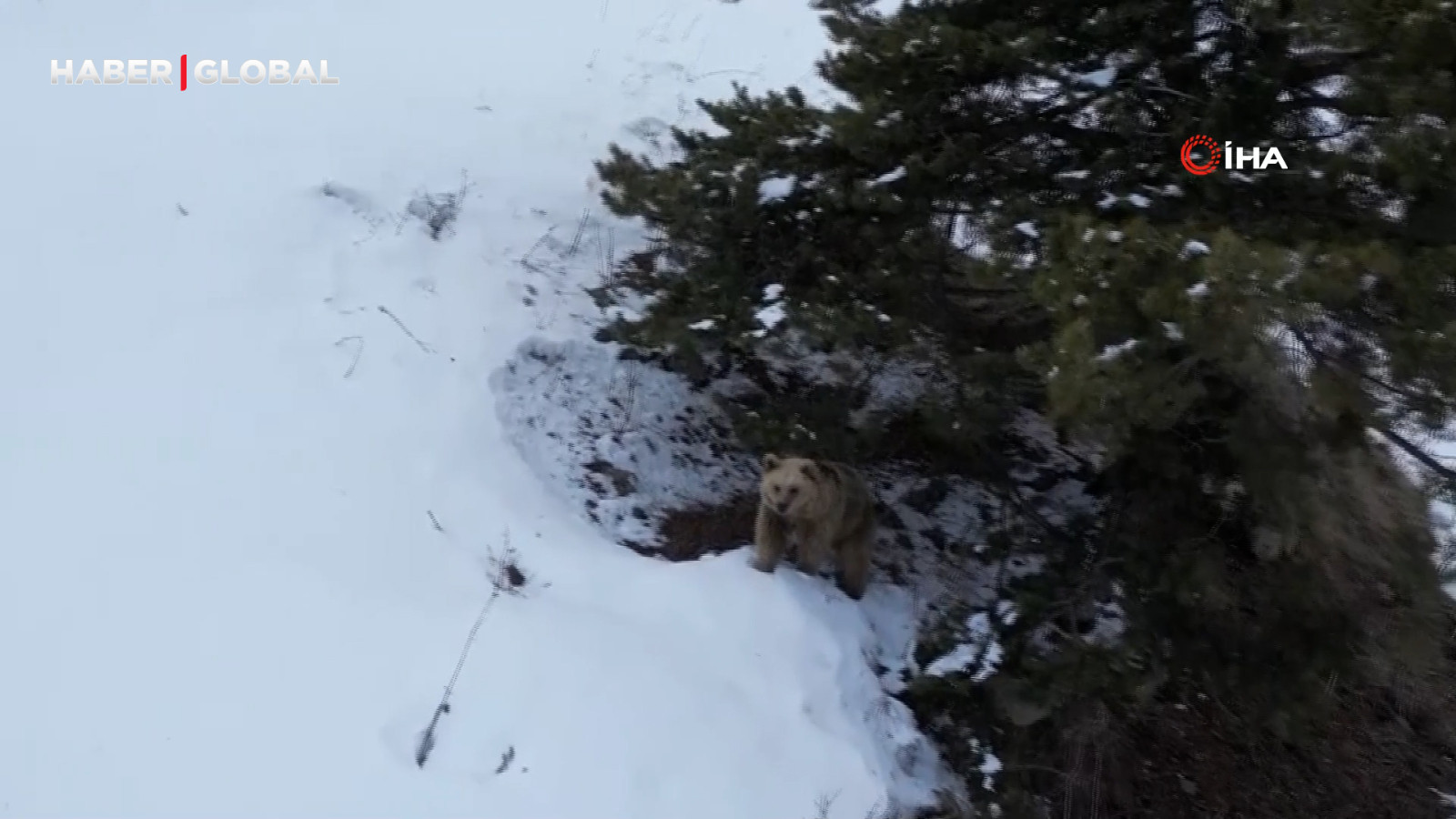 Kars’ta dron ile karşılaşan boz ayının tepkisi güldürdü