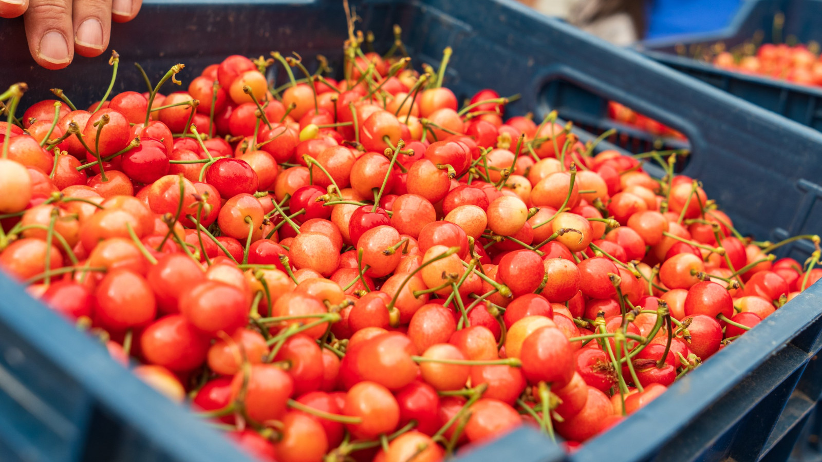 İlk hasat tezgaha çıktı: Kilosu 6 bin TL'den satıldı