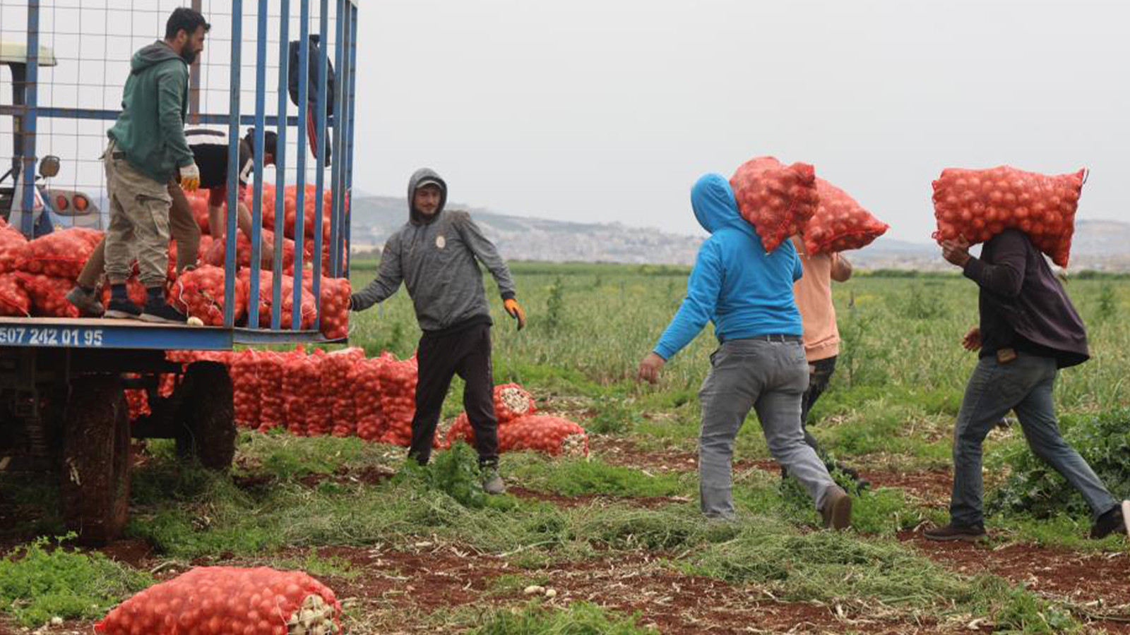 Hasat başladı; kilosu 25 TL! 81 ile ve yurt dışına gönderiliyor