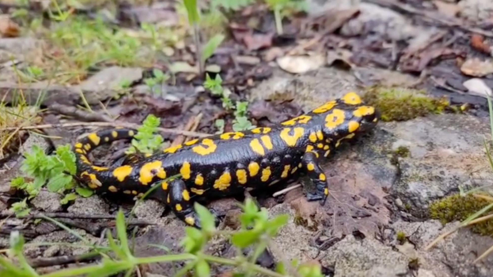 Kemaliye'de benekli semender görüldü