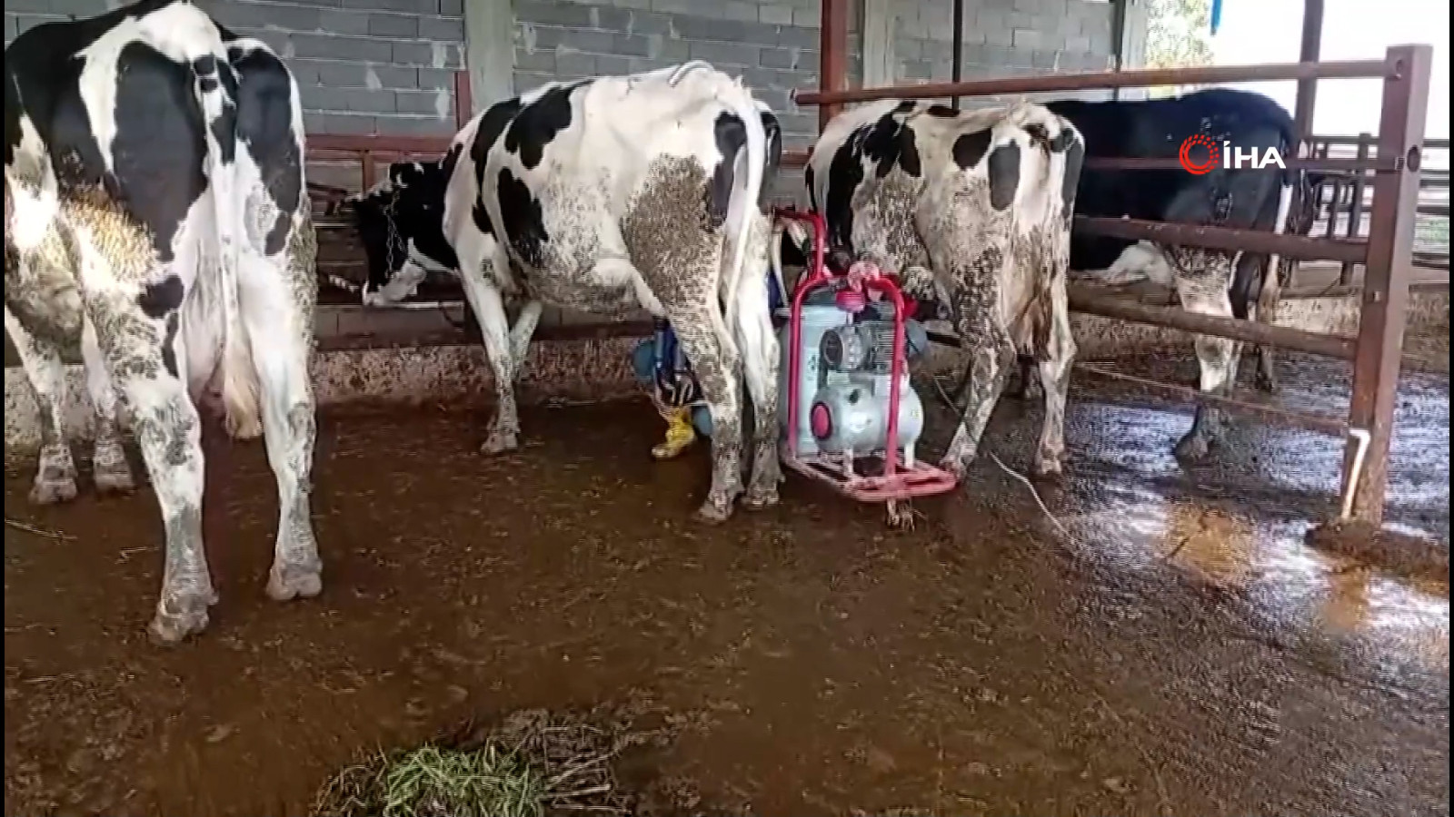 Adanalı üreticiden süt verimi için ilginç yöntem