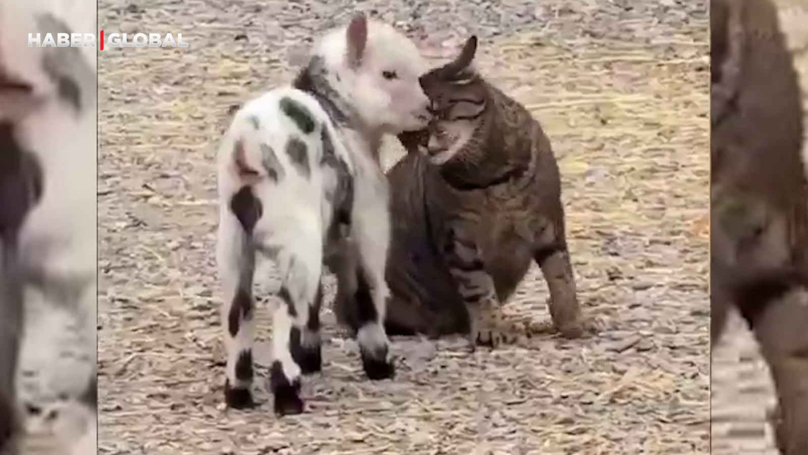 Yavru keçinin hücum pratiği yaptığı anları yanlış anlayan kedi, kahkahaya boğdu