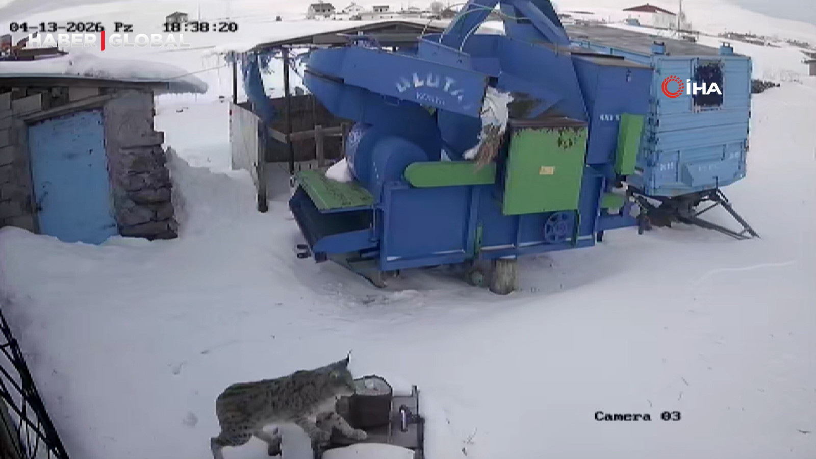 Ardahan'da aç kalan "ormanın hayaleti" köye indi