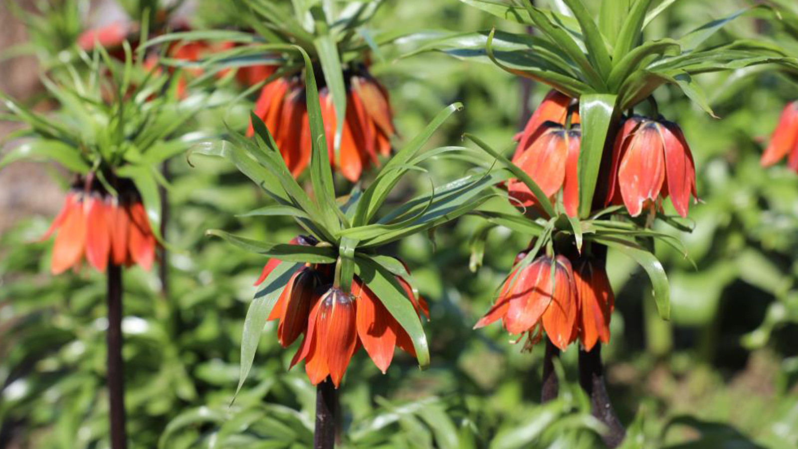 Bölge halkı gözü gibi bakıyor; 700 bin lirayı duyan kaçıyor