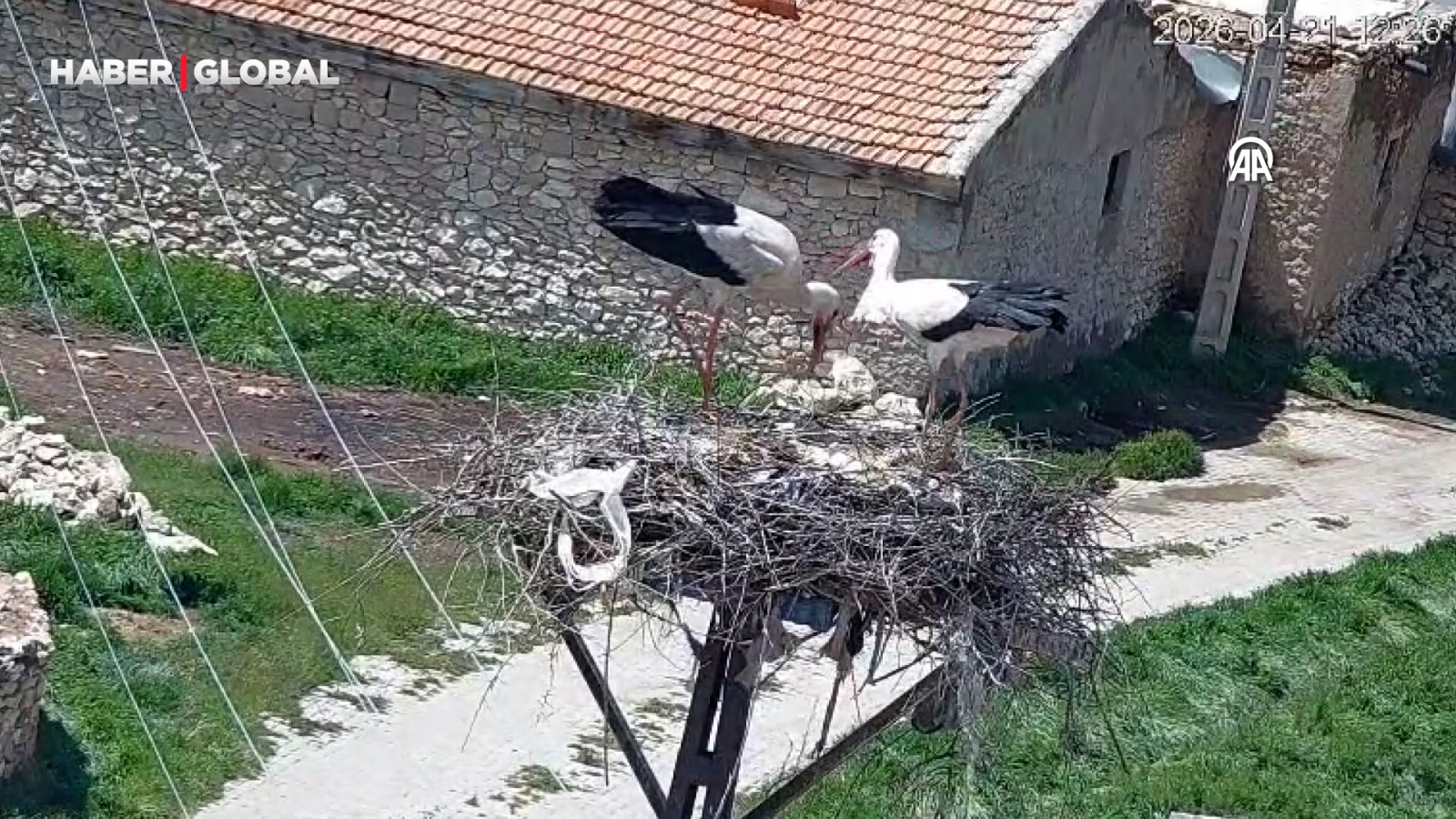 Köylerine 7 yıldır gelen leylekler "Garip" ve "Gurbet"i kamerayla takip ediyorlar